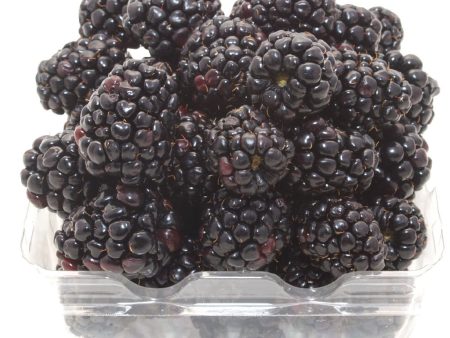 Blackberries For Sale