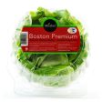 Live Boston Lettuce For Sale