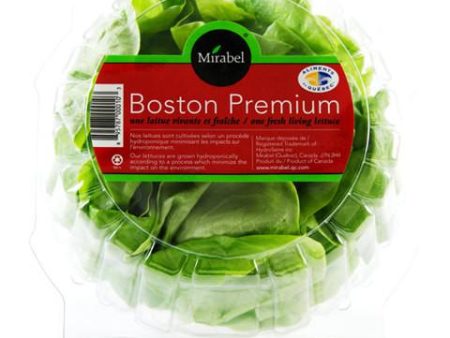 Live Boston Lettuce For Sale